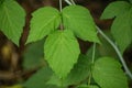 Poison Ivy Ã¢â¬â Toxicodendron radicans Royalty Free Stock Photo